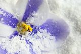 violet flower in snow