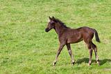 young foal in a meadow