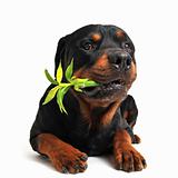 rottweiler and lucky bamboo