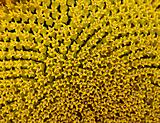 Sunflower texture