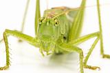 grasshopper face closeup