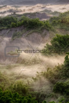 Green forest with mist