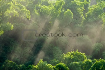 Sunlight in forest 