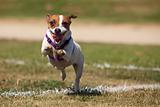 Energetic Jack Russell Terrier Dog Runs on the Grass Field.
