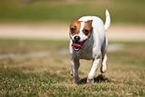 Energetic Jack Russell Terrier Dog Runs on the Grass Field.