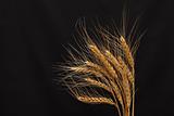 Wheat On Dark