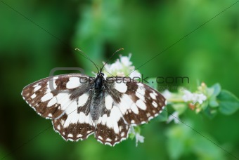 Butterfly on oregano flowers