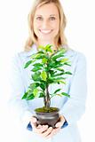 Portrait of a confident businesswoman holding a plant against a white background