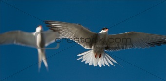 Two terns in air.