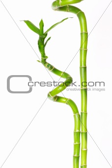  bamboo 