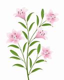 Isolated image of a flowers. Vector illustration.