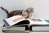 cats are considering a book 