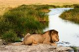 Lion on a watering place