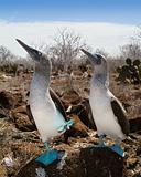 Marriage dances of  Blue-footed Boobyis