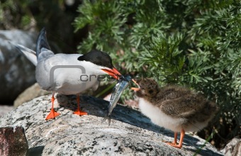Feeding of a baby bird.