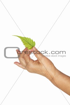 Mature Hand And Fresh Leaf