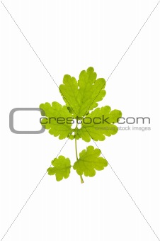 Green leaves isolated on a white background.