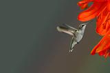 Hummingbird and Orange Flower