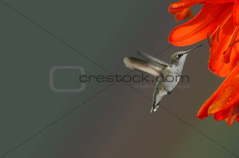 Hummingbird and Orange Flower