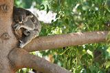 Koala Bear Sleeping in a tree.