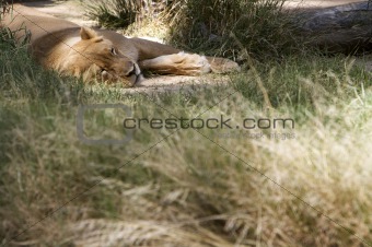 Sleeping Lion 
