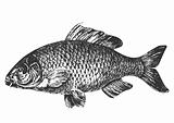 Carp fish antique illustration