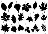 Vector illustration set of 18 autumn leaves.