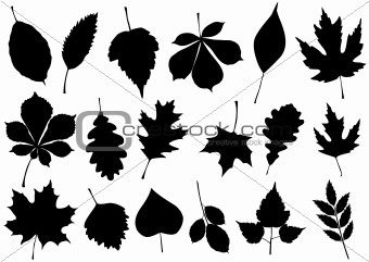 Vector illustration set of 18 autumn leaves.