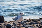 Sea gull on the sand
