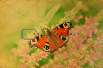 Grunge retro butterfly greeting card