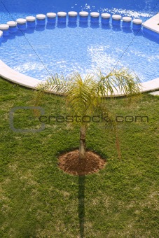 round blue swimming pool palm tree garden