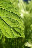 transparency mulberry leaf green nature macro