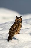 The Long-eared Owl. 
