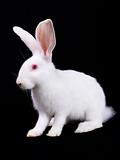 Rabbit small white fluffy