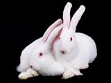 Two white rabbit