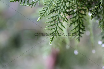 Green branch closeup
