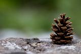 closeup of a pine cone on a rock, with shallow depth of field an