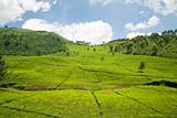Tea plantation

