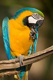 Close up of a colorful parrot eating.