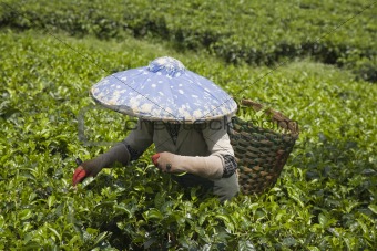 Tea  picker
