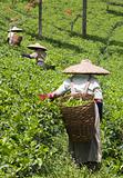 Tea pickers
