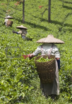 Tea pickers
