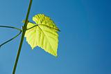 wine leaf