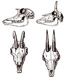 vector illustration  skull of the wildlife on white background