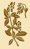vector  illustration of the plant of the barberry