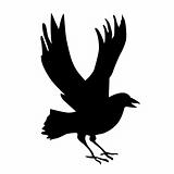 vector silhouette ravens on white background