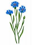 vector drawing of the flower cornflower on white background