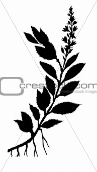 vector silhouette field plant on white background
