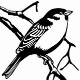 vector silhouette sparrow on white background