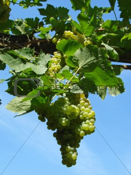 growing grape
